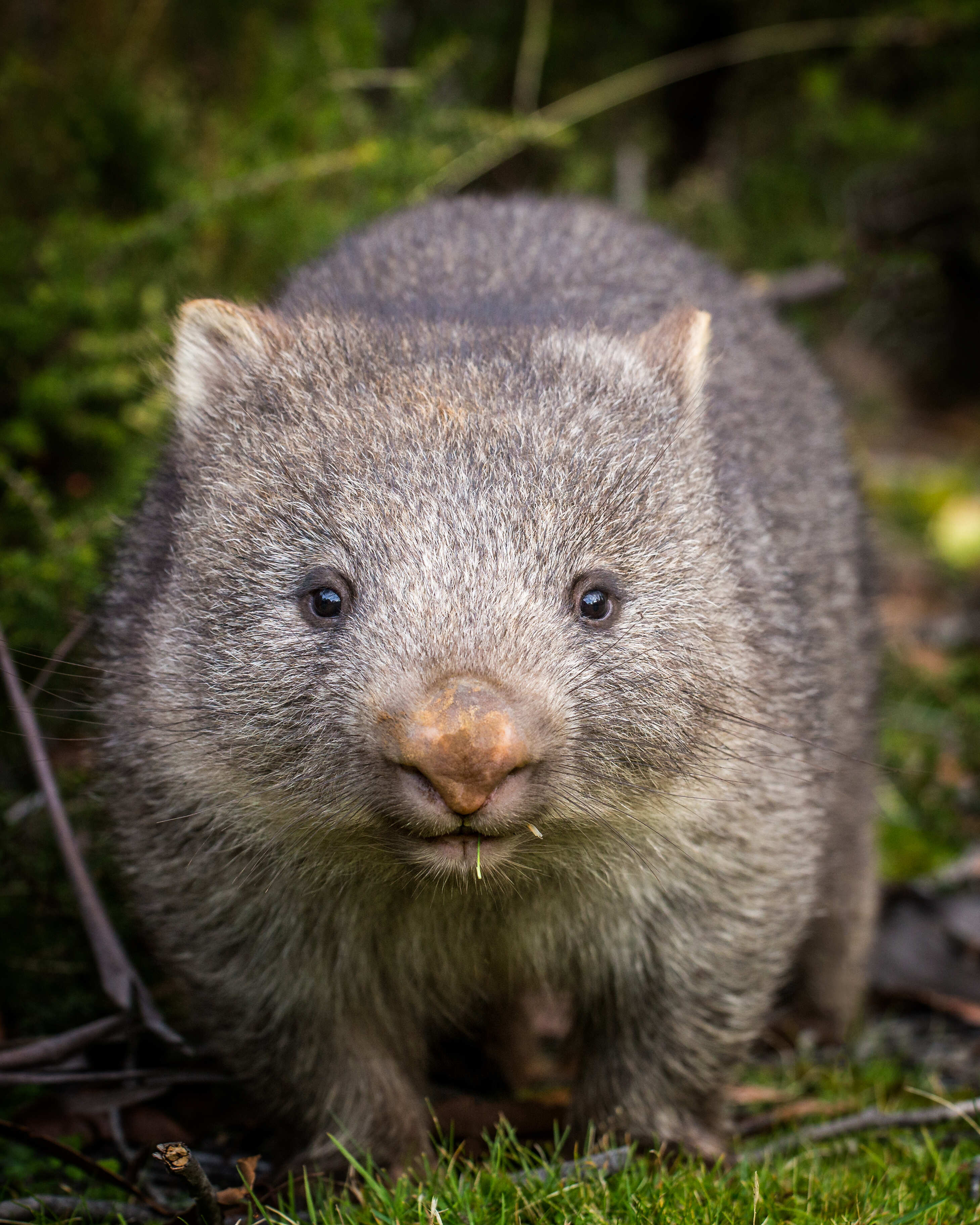 American Influencer Wombat 